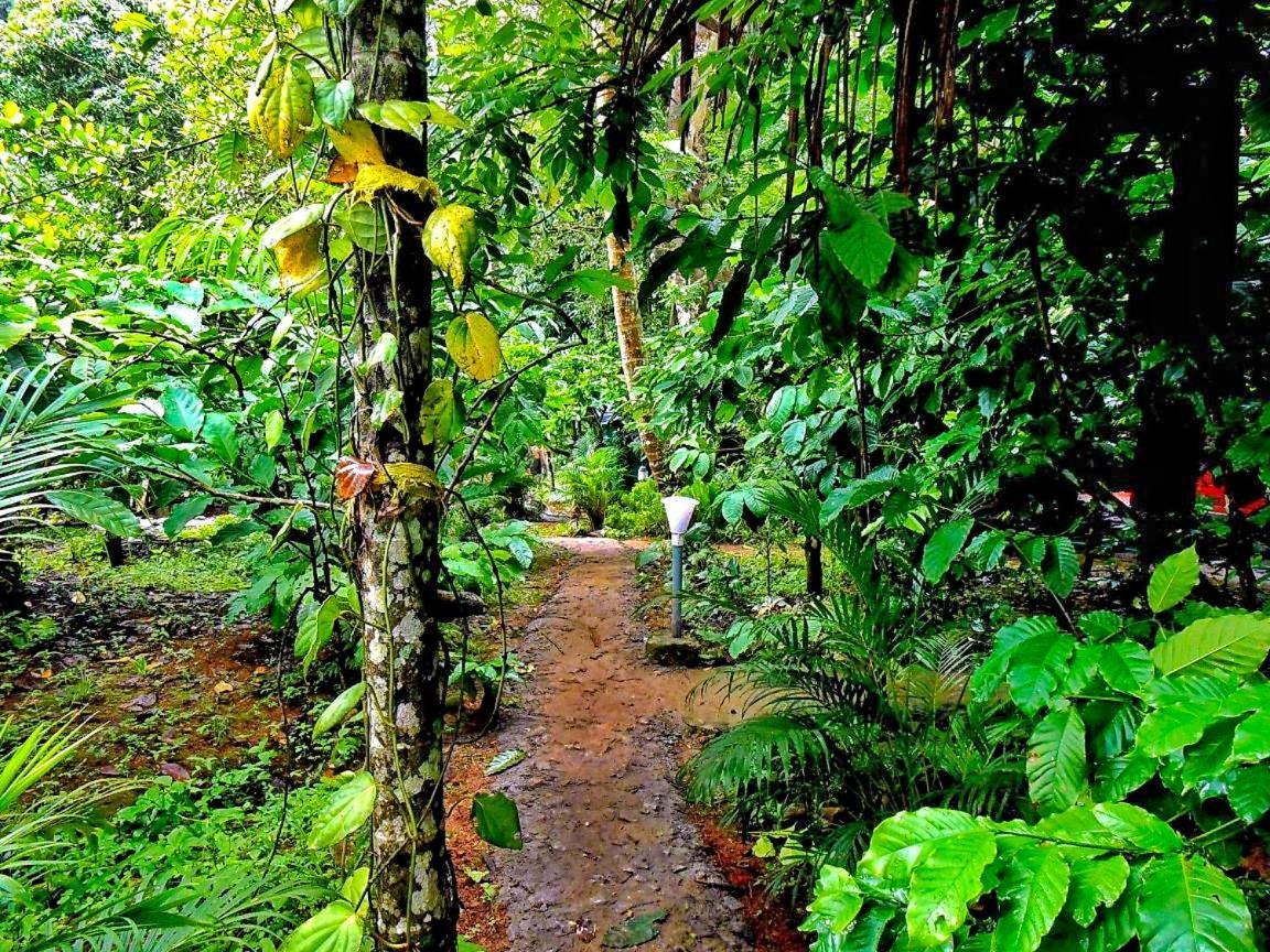 Wooden Cottages Glen Wayanad Meppadi Экстерьер фото