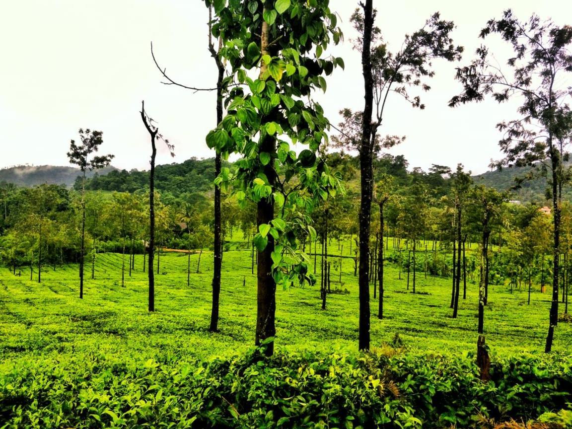 Wooden Cottages Glen Wayanad Meppadi Экстерьер фото