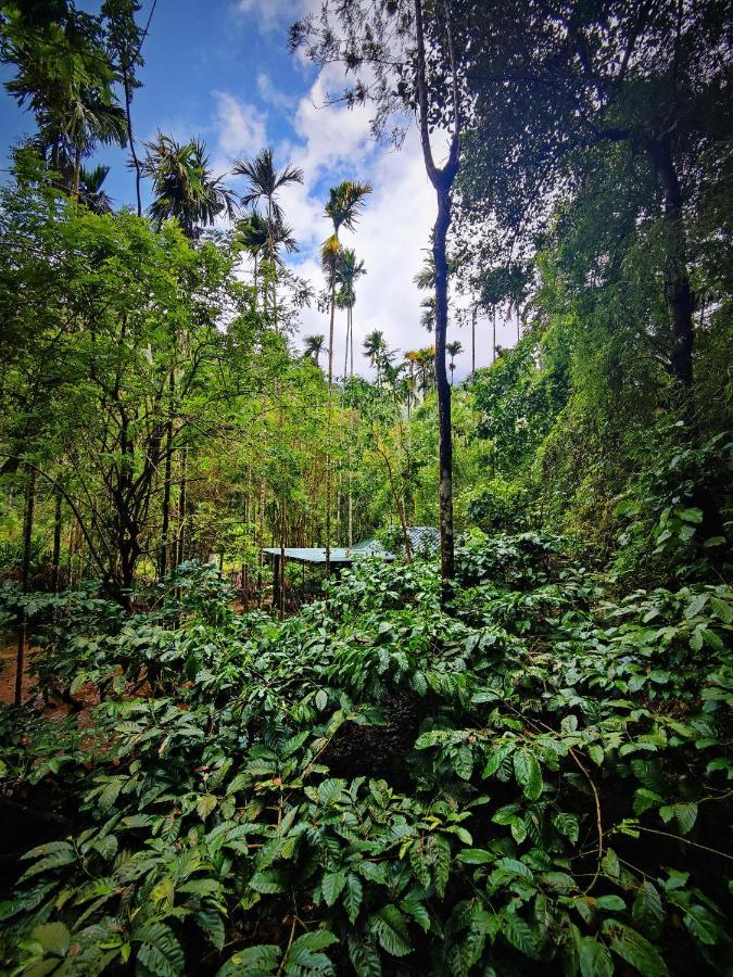 Wooden Cottages Glen Wayanad Meppadi Экстерьер фото